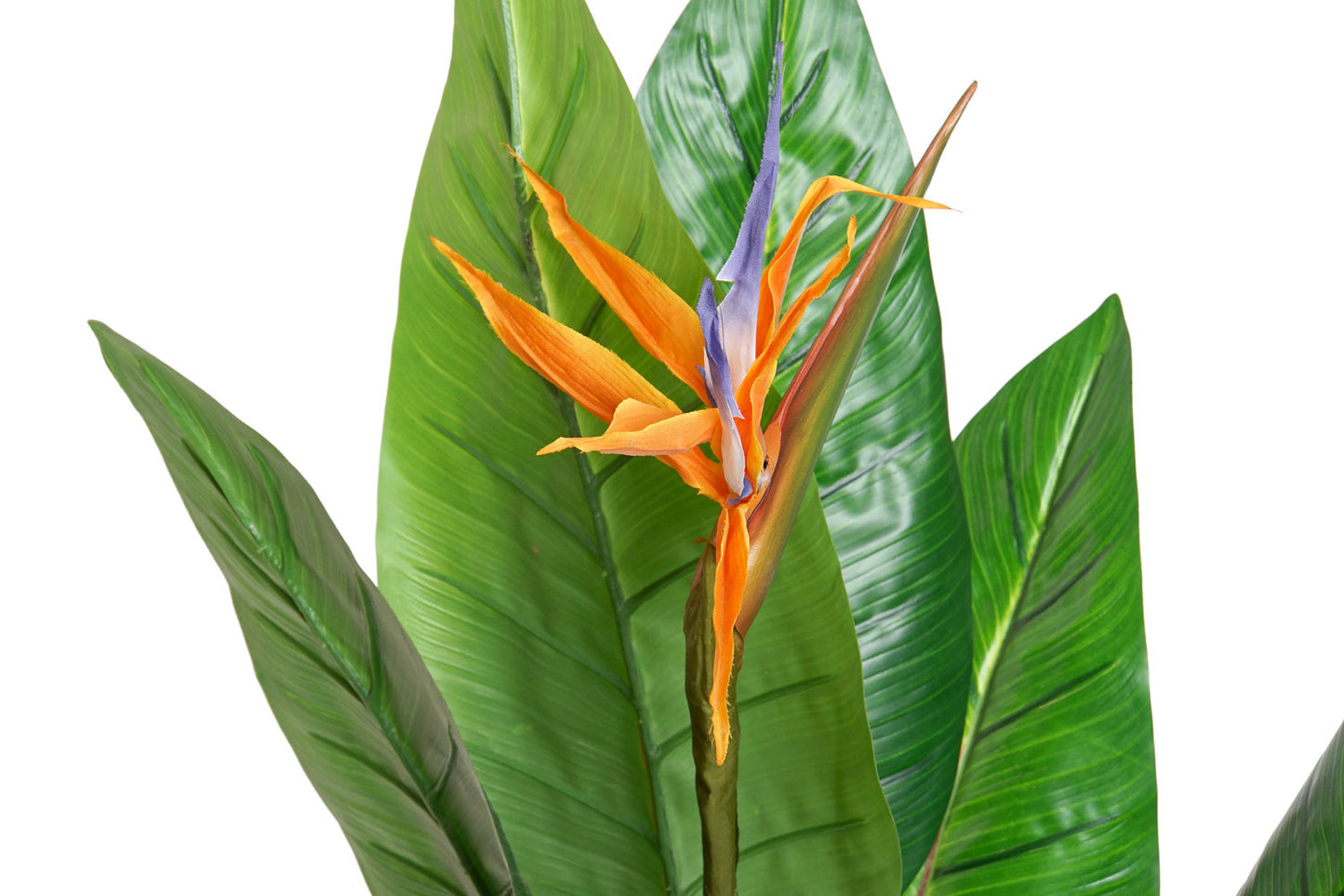 PLANTA PVC 100X100X145 STRELITZIA