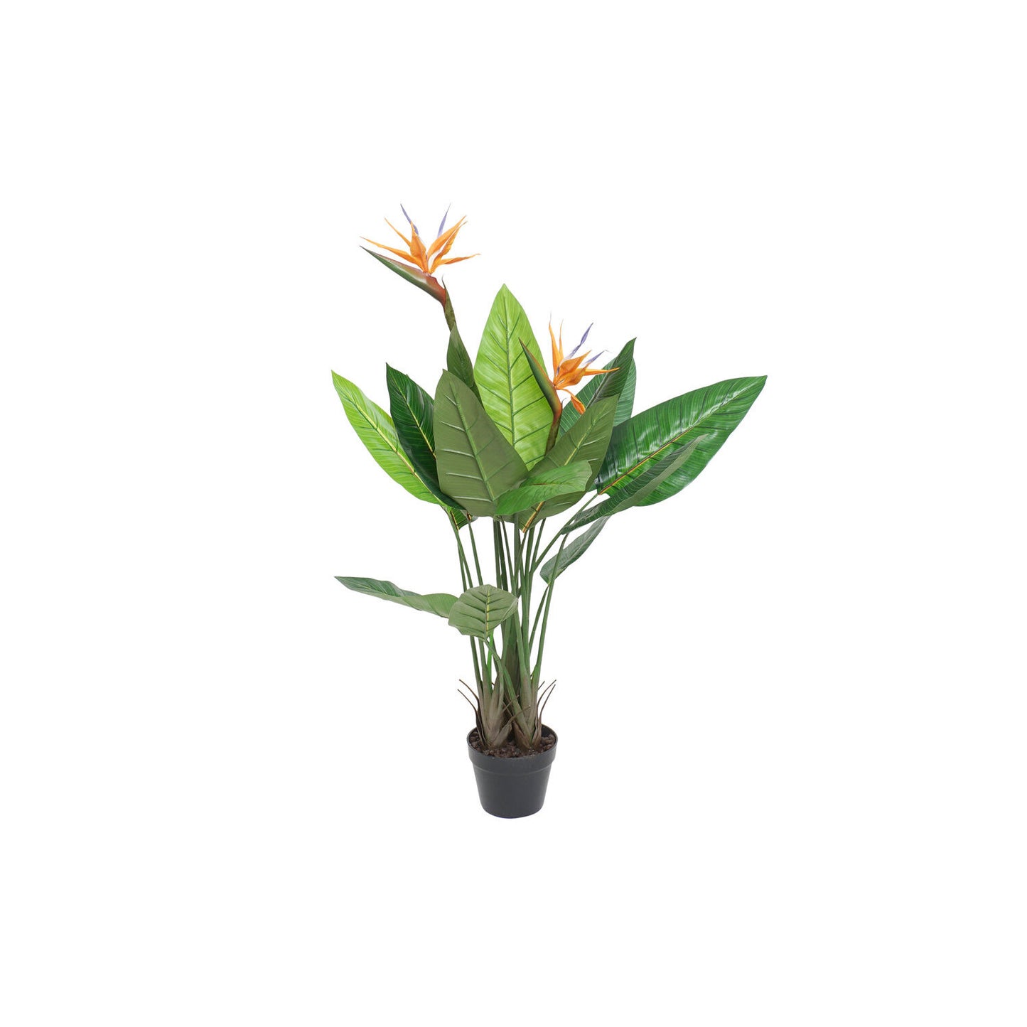 PLANTA PVC 80X80X120 STRELITZIA